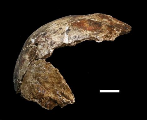 John Hawks On Twitter Fossilfriday Dh The Skull That Came Up In A