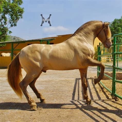 Semental De La Yeguada De Paco Marti Caballos Bonitos Caballo