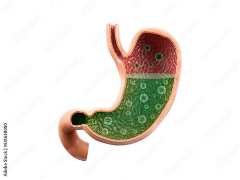 Anatomically Accurate Realistic 3d Illustration Of Human Internal Organ