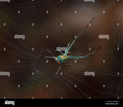 An Orchard Spider Leucauge Venusta A Long Jawed Orb Weaver Spider