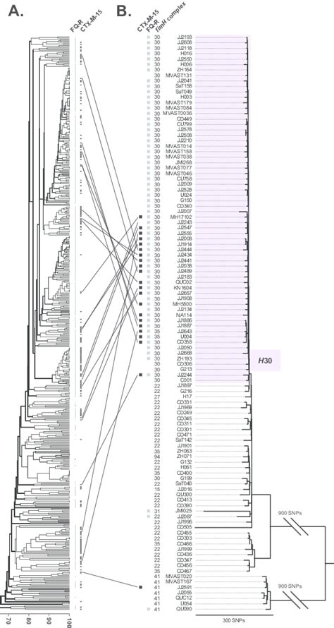 Pfge Dendrogram And Whole Genome Snp Based Phylogeny Of E Coli St