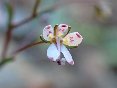 Mountain Threadplant From Colusa County CA USA On April 17 2021 At