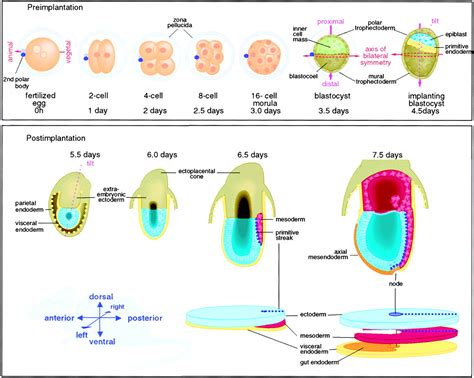 Axis Development And Early Asymmetry In Mammals Cell