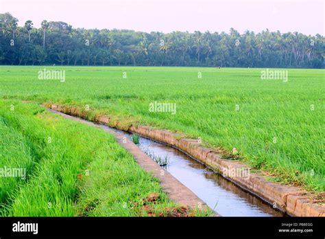 Canal In A Paddy Field Hi Res Stock Photography And Images Alamy