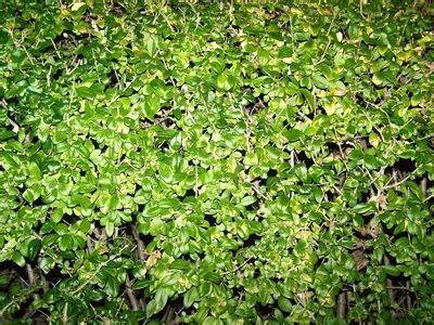 Privet Varieties | Privet hedge, Hedges, Kill tree roots