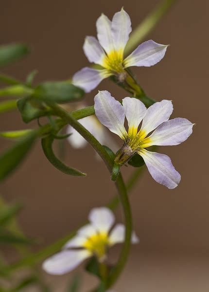 Scaevola aemula (Fairy Fan Flower,, Fan Flower) | North Carolina ...