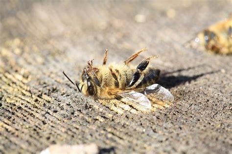 Warum Leben Bienen Nur So Kurze Zeit Honig Und Bienen