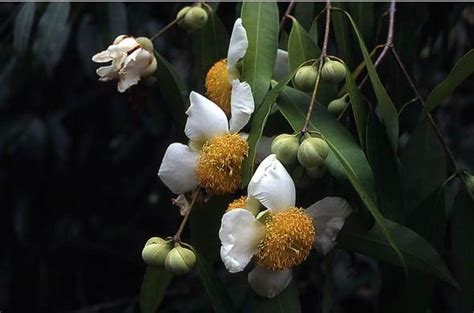 Daftar Macam Macam Flora Identitas Provinsi Di Indonesia