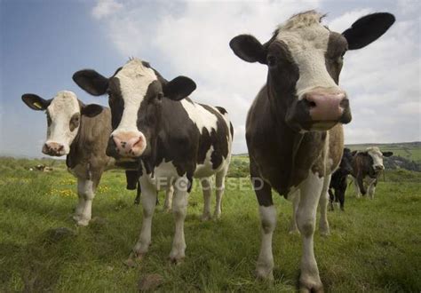 Holstein-Friesian Cattle grazing — rural, highland cattle - Stock Photo ...