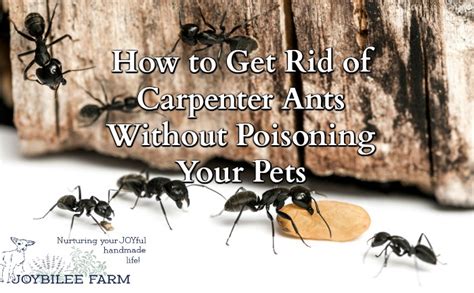 How To Get Rid Of Carpenter Ants Without Poisoning Your Pets