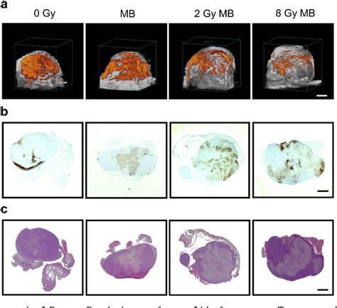 Figure From Ultrasound Mediated Microbubble Enhancement Of Radiation