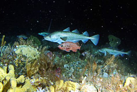 Alaska Seafloor Habitat and Rockfish Studies | NOAA Fisheries