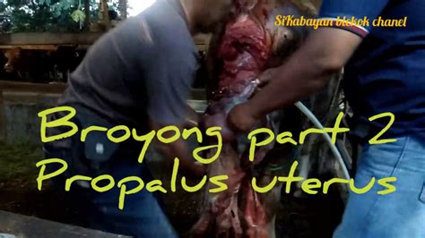 Sapi Broyong Part 2 Prolapsus Utery YouTube