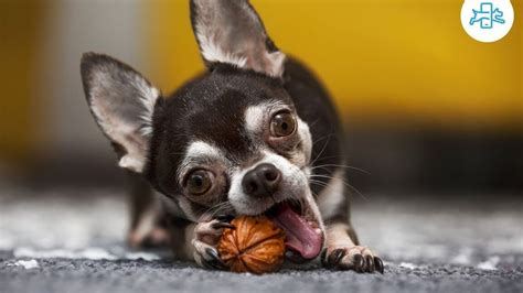 Los Perros Pueden Comer Nueces