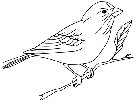 Coloring Pages Sparrow