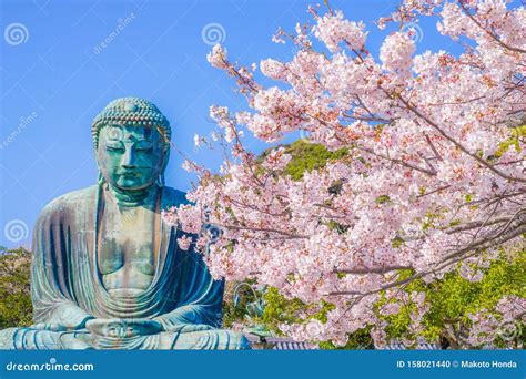 Sakura Do Grande Buda De Kamakura E Floresc Ncia Plena Foto De Stock