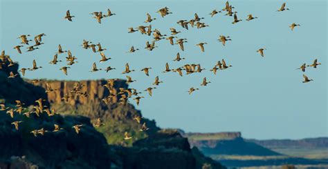 Discover The Columbia National Wildlife Refuge