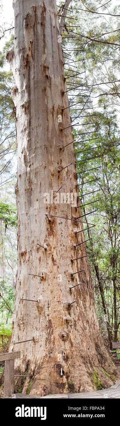 The Gloucester Tree Is A Giant Karri Tree In The Gloucester National