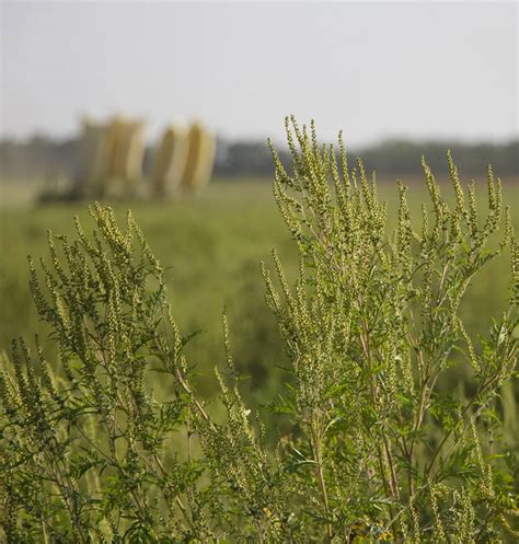 Ragweed Allergies What You Really Need To Know Is Usklarify