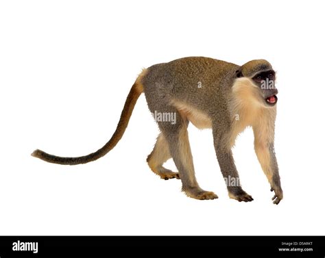 Monkey on the white background Stock Photo - Alamy