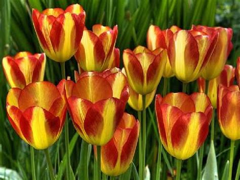 Beautiful Tulips