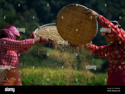 Traditional Threshing Method Hi Res Stock Photography And Images Alamy