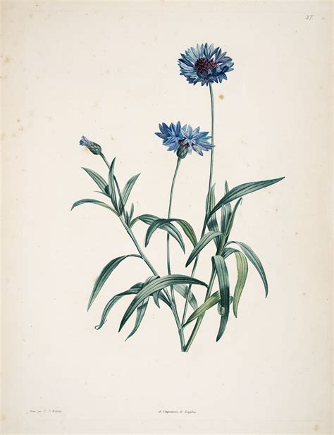 Bleuet Botanical Illustration Flower Prints Art Flower Drawing