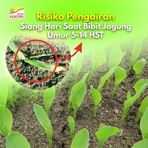 Risiko Pengairan Siang Hari Saat Bibit Jagung Berumur 5 14 Hst Benih