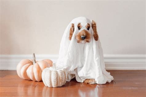 Las Mejores Ideas De Disfraces De Halloween Para Tu Perro Ptm