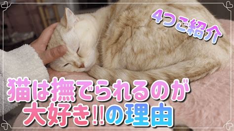 猫は撫でられるのが大好きな理由を紹介します。 Youtube