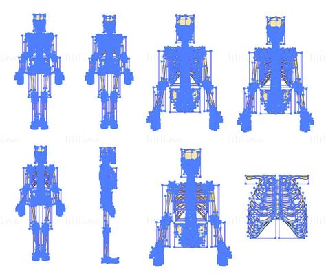 Skeleton Vector Scientific Illustration