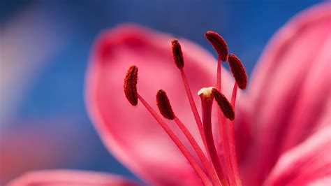 Wallpaper Lily Stamens Petals Red Flower 1920x1440 Hd Picture Image