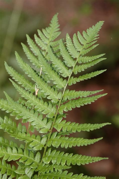 Dryopteris Cristata Crested Wood Fern Betty S Azalea Ranch