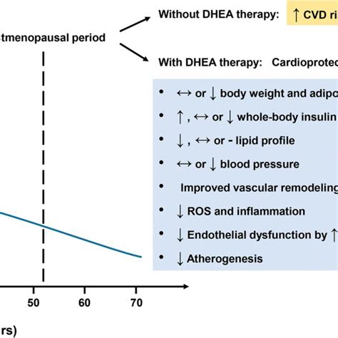 Effects Of Dhea On Regulation Of Food Intake And Body Fat Mass Dhea