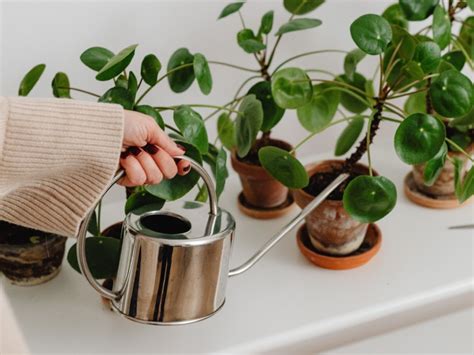 C Mo Puedo Ahorrar Agua Al Regar Las Plantas