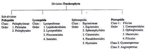 Pteridophytes: Classification of Pteridophyta : Plantlet