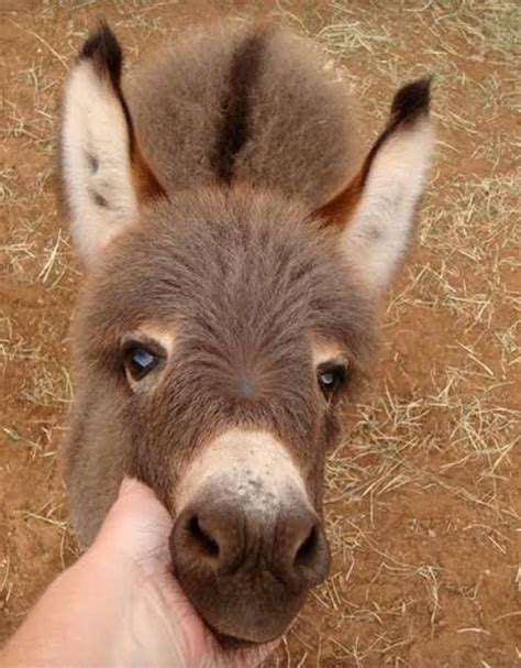 Pin by Şehnaz Rizeli on Can bu güzeller Cute donkey Baby animals