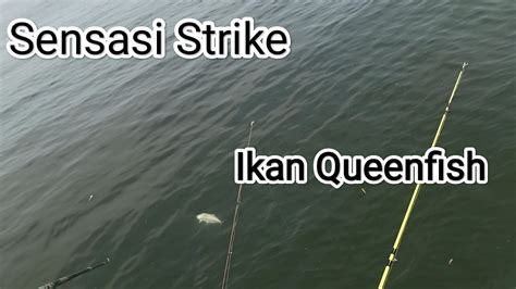 Sensasi Strike Ikan Queenfish Id Youtube