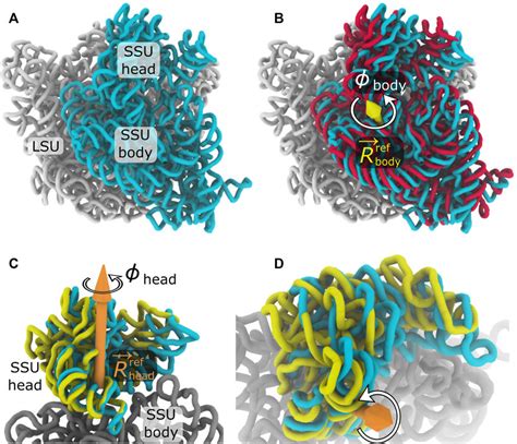 Subunit Rotation In The S Ribosome A All Ribosomes Are Composed Of