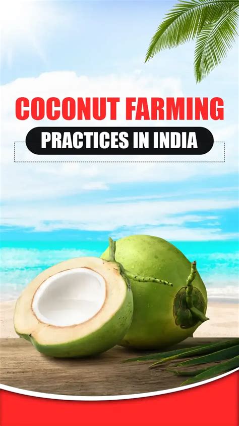 Coconut Farming in India: Key Insights and Practices