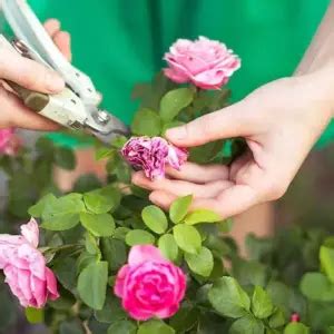 Welche Blumen im Juli noch pflanzen 7 Arten für den Garten