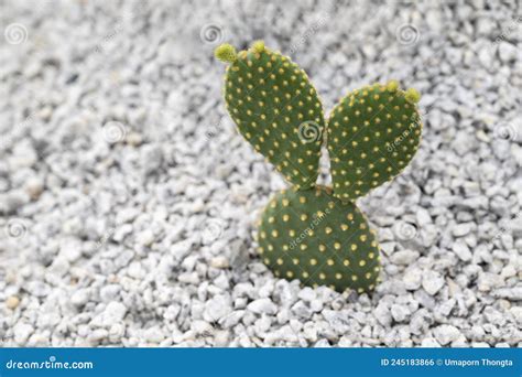 Opuntia Microdasys Bunny Ear Cactus A Succulent Plant With Small