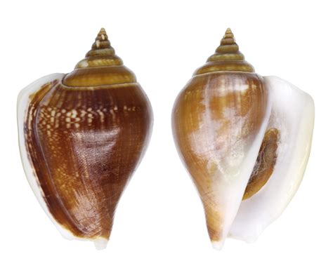 Strombus Canarium Strombidae Specimen Sea Shell Picture Ts