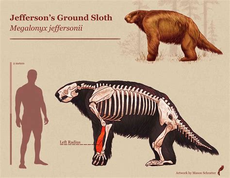 Children Find Rare Prehistoric Sloth Bone While Digging for Crawdads