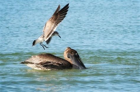 Pel Cano Caf Pelecanus Occidentalis Gaviota Reidora Leucophaeus