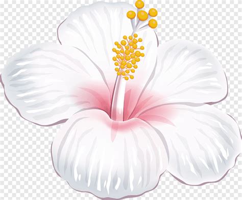 Recopilaci N Imagen Moana Png Flores Abzlocal Mx