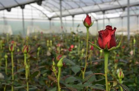 Dicas De Como Cultivar Rosas Em Jardins Vasos Quintal