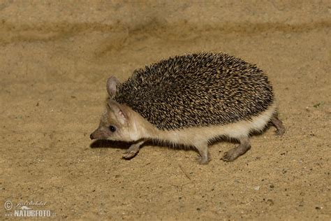 Long-eared Hedgehog Photos, Long-eared Hedgehog Images, Nature Wildlife ...