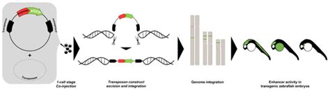 enhancers   heart encyclopedia mdpi