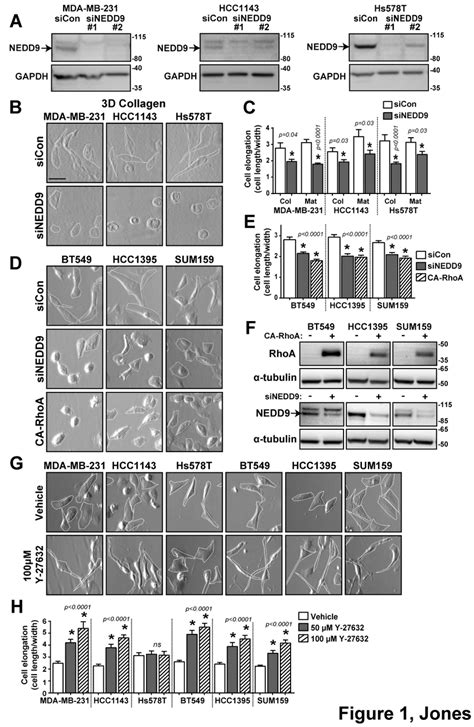 TNBC Cell Morphology Changes Upon NEDD9 And ROCK Inhibition A Western